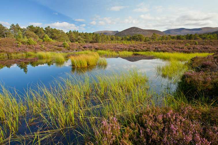 Small lochan surrounded by heather and Caledonian pine forest, Rothiemurchus, Cairngorms National Park, Scotland, UK